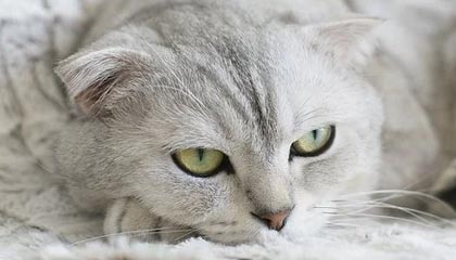 爱游戏官网-“福乐球激战！新都香城体育中心热力四射”